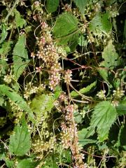 Kokotice evropská (Cuscuta europaea L.)