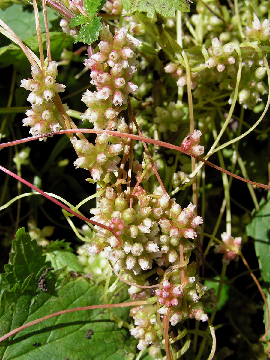 Kokotice evropská (Cuscuta europaea L.)