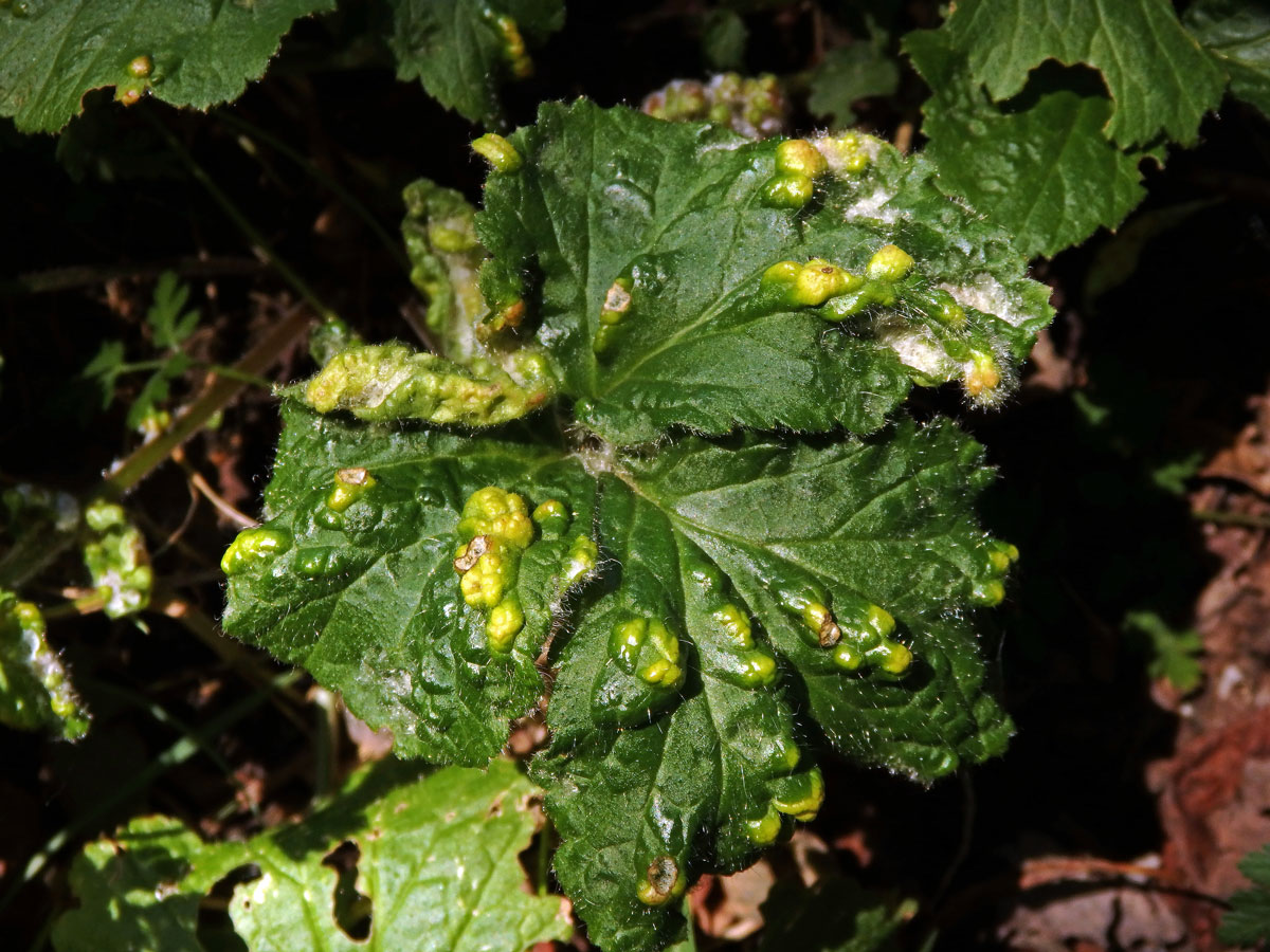 Hálky vlnovníka nahého (Cecidophyes nudus), kuklík městský