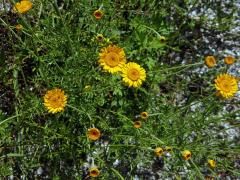 Rmen barvířský (Anthemis tinctoria L.)