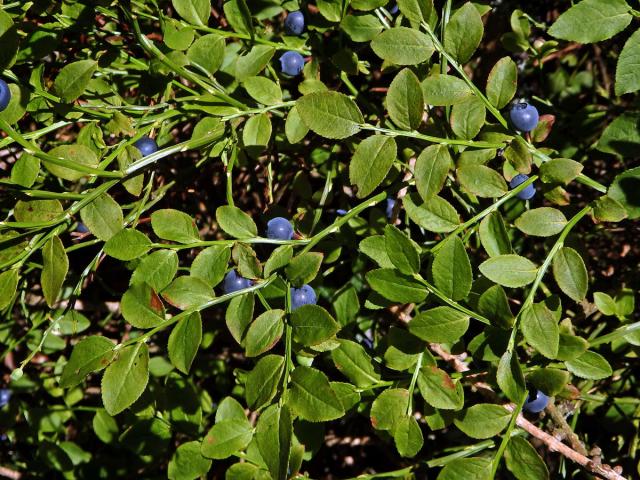 Brusnice borůvka (Vaccinia myrtillus L.)