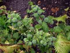 Kopřiva kulkonosná (Urtica pilulifera L.)