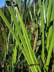 Puškvorec obecný (Acorus calamus L.)