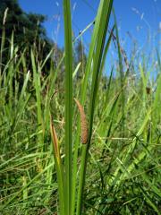 Puškvorec obecný (Acorus calamus L.)