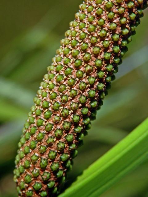 Puškvorec obecný (Acorus calamus L.)