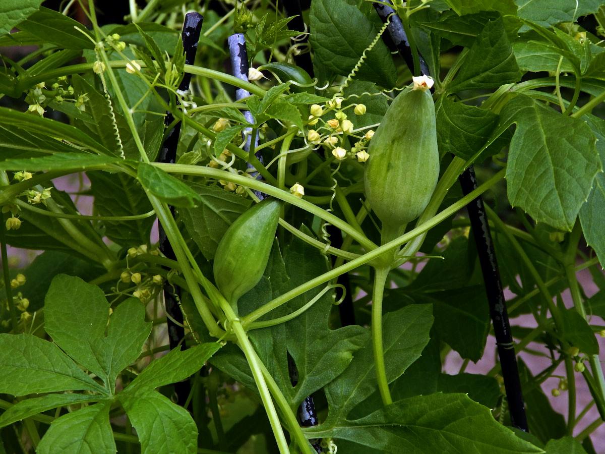 Cyclanthera pedata (L.) Schrader