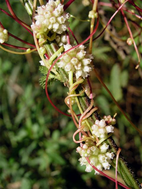 Kokotice evropská (Cuscuta europaea L.)