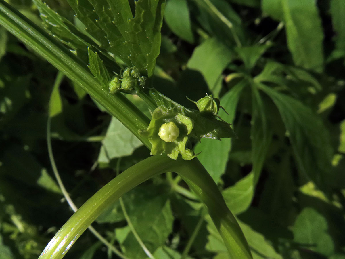 Cyclanthera pedata (L.) Schrader