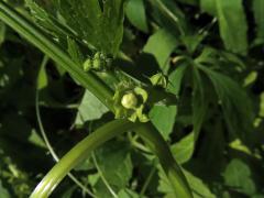 Cyclanthera pedata (L.) Schrader