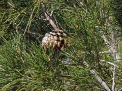 Borovice pinie (Pinus pinea L.)