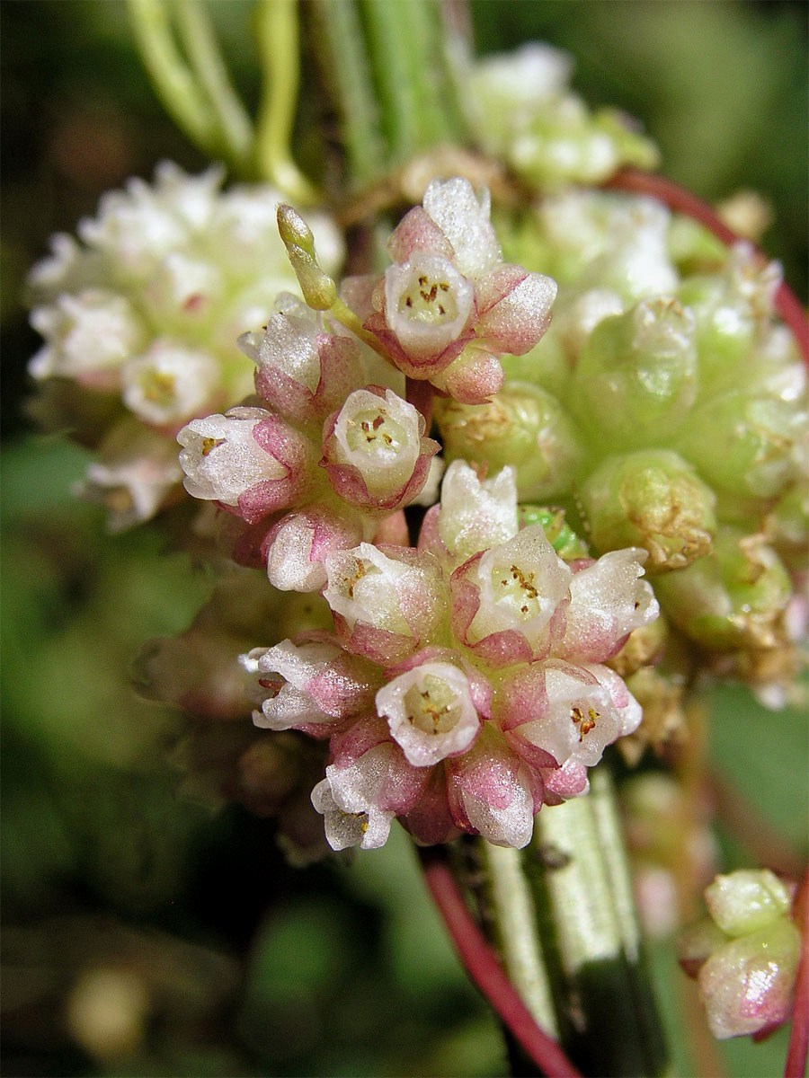 Kokotice evropská (Cuscuta europaea L.)