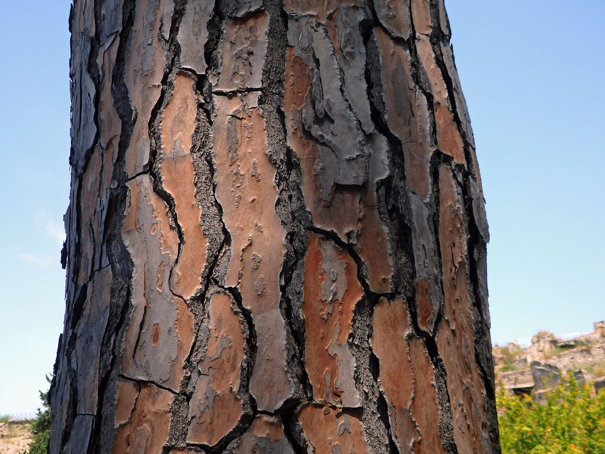 Borovice pinie (Pinus pinea L.)