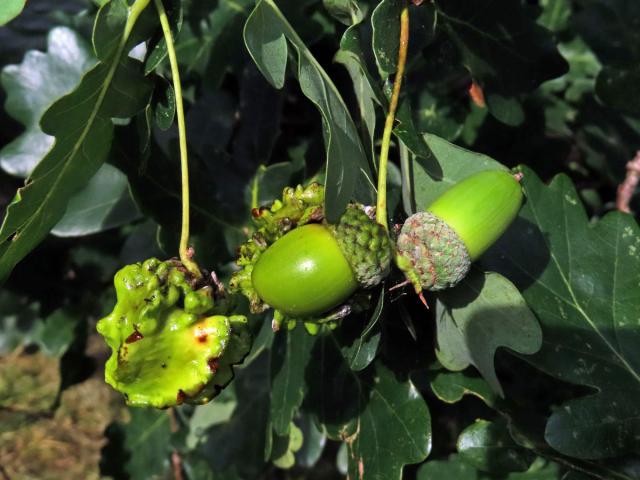 Hálky žlabatky kalichové (Andricus quercuscalicis)