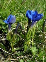 Hořec jarní (Gentiana verna  L.)