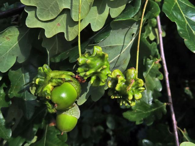 Hálky žlabatky kalichové (Andricus quercuscalicis)