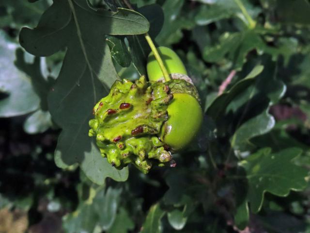 Hálky žlabatky kalichové (Andricus quercuscalicis)