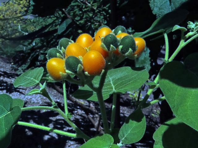 Lilek (Solanum abutiloides (Griseb.) Bitter)