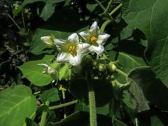 Lilek (Solanum abutiloides (Griseb.) Bitter)