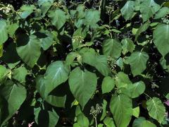 Lilek (Solanum abutiloides (Griseb.) Bitter)