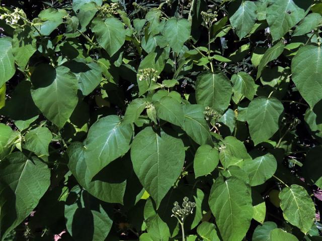 Lilek (Solanum abutiloides (Griseb.) Bitter)