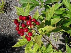 Samorostlík červený (Actaea rubra (Ait.) Willd.)