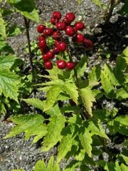 Samorostlík červený (Actaea rubra (Ait.) Willd.)