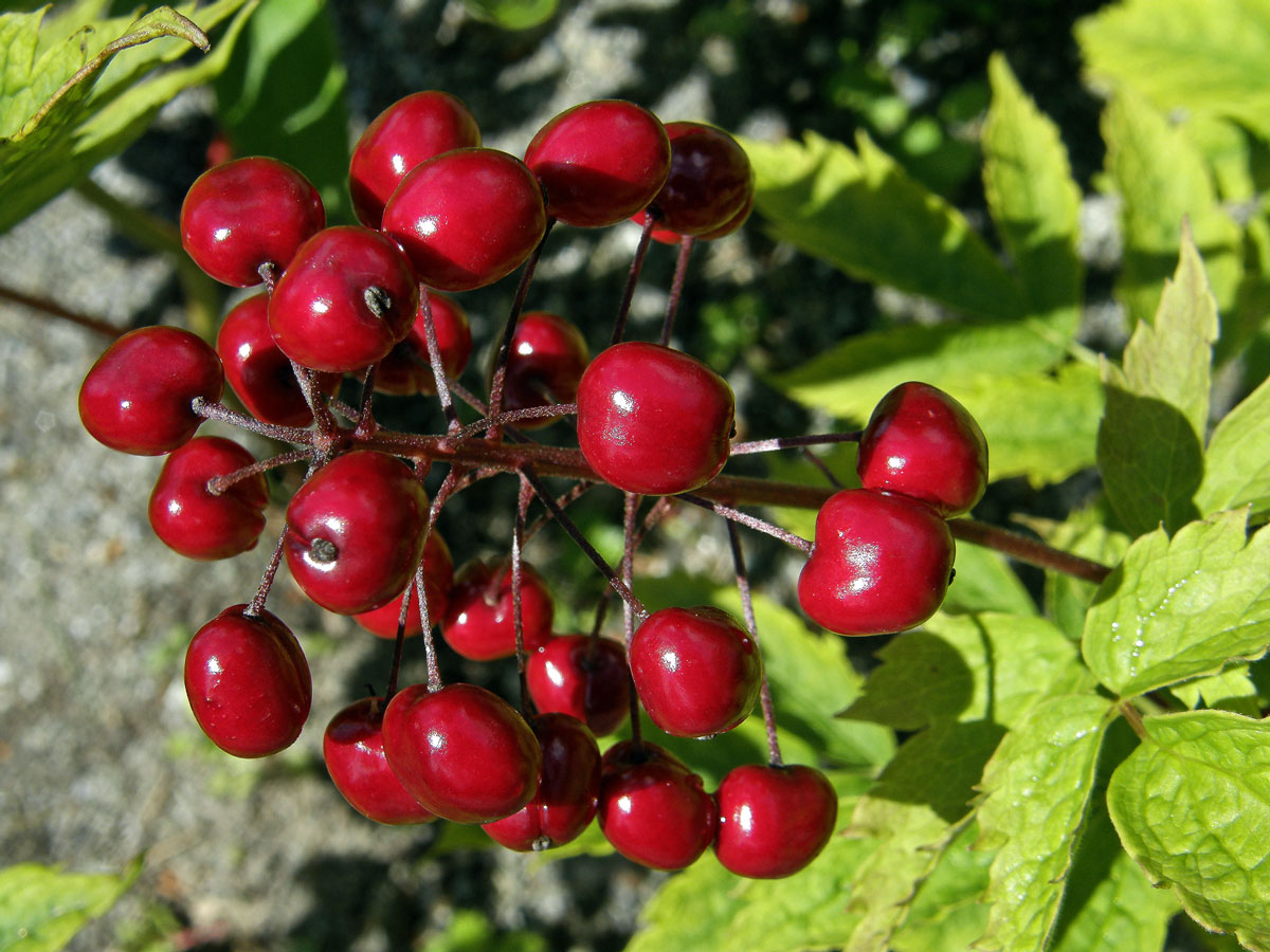 Samorostlík červený (Actaea rubra (Ait.) Willd.)