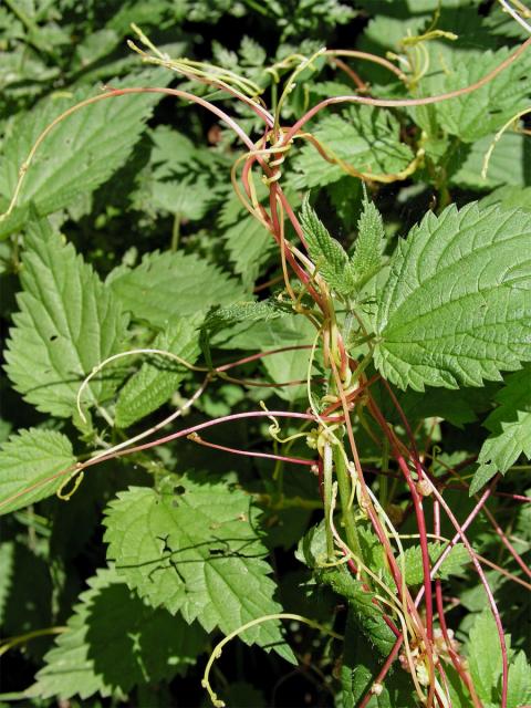 Kokotice evropská (Cuscuta europaea L.)