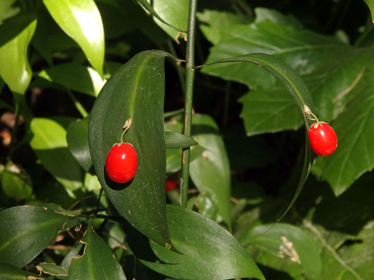 Listnatec čípkový (Ruscus hypoglossum L.)