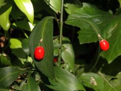 Listnatec čípkový (Ruscus hypoglossum L.)