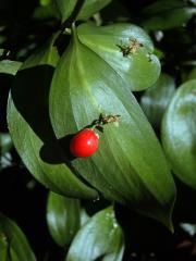 Listnatec čípkový (Ruscus hypoglossum L.)