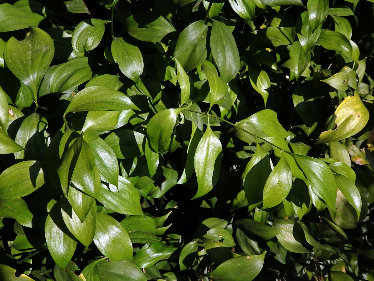 Listnatec čípkový (Ruscus hypoglossum L.)