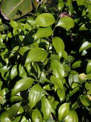 Listnatec čípkový (Ruscus hypoglossum L.)