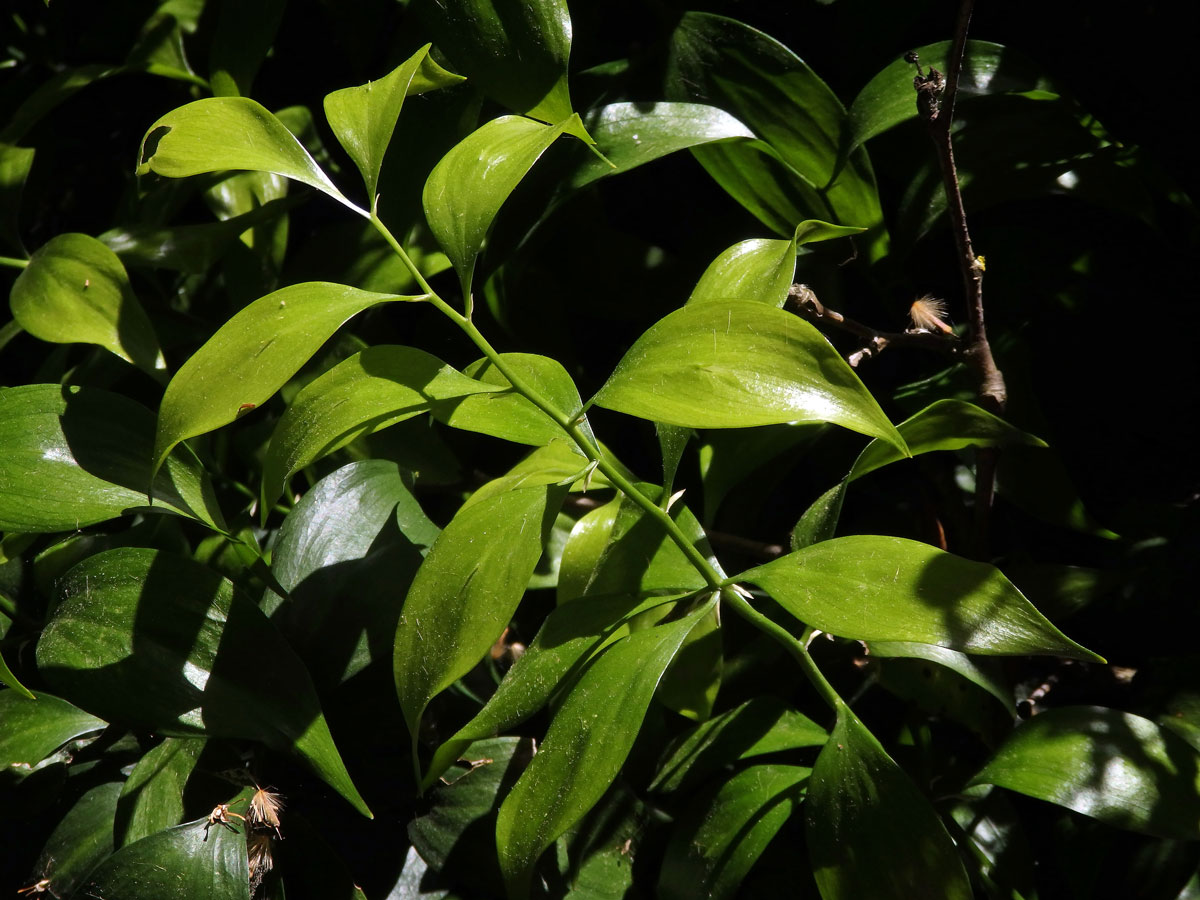 Listnatec čípkový (Ruscus hypoglossum L.)