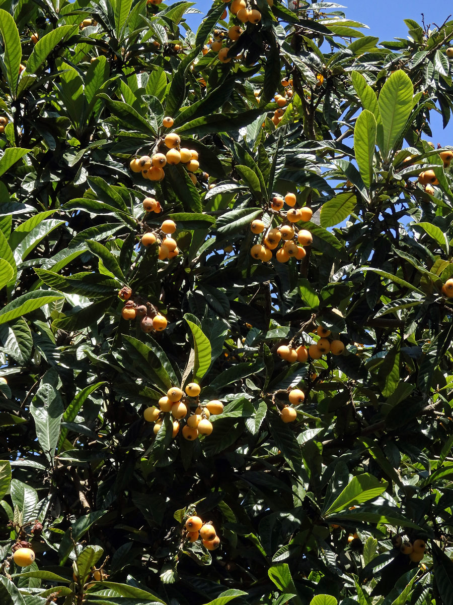 Lokvát japonský (Eriobotrya japonica (Thunb.) Lindl.)