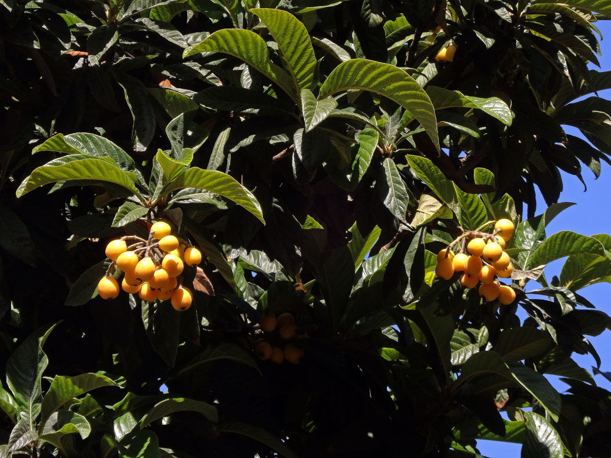 Lokvát japonský (Eriobotrya japonica (Thunb.) Lindl.)