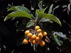 Lokvát japonský (Eriobotrya japonica (Thunb.) Lindl.)