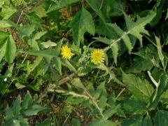 Mléč zelinný (Sonchus oleraceus L.)