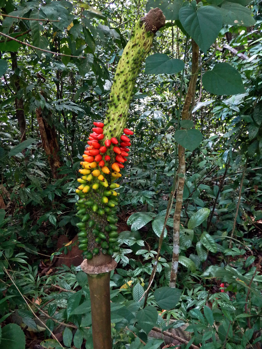 Zmijovec povoňkolistý (Amorphophallus paeoniifolius (Dennst.) Nicolson)