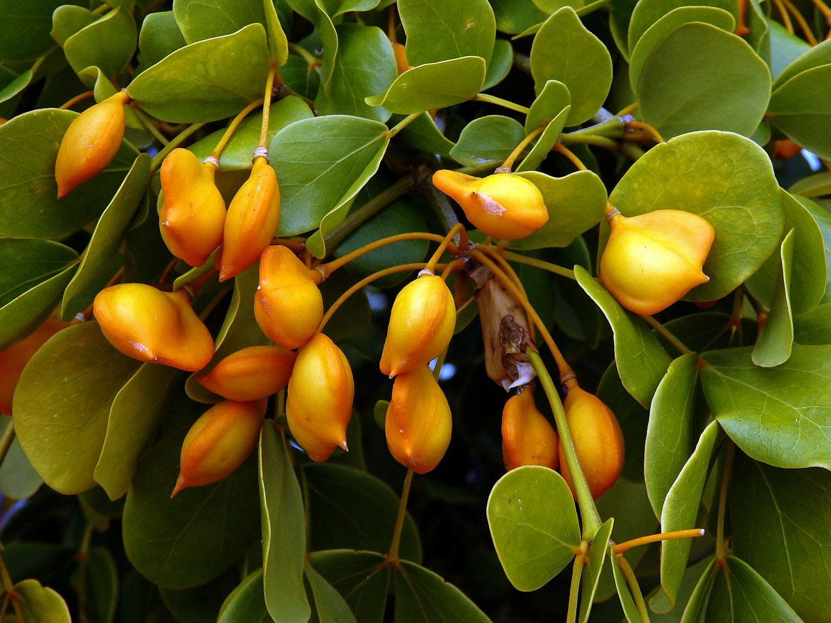 Guajak léčivý (Guaiacum officinale L.)