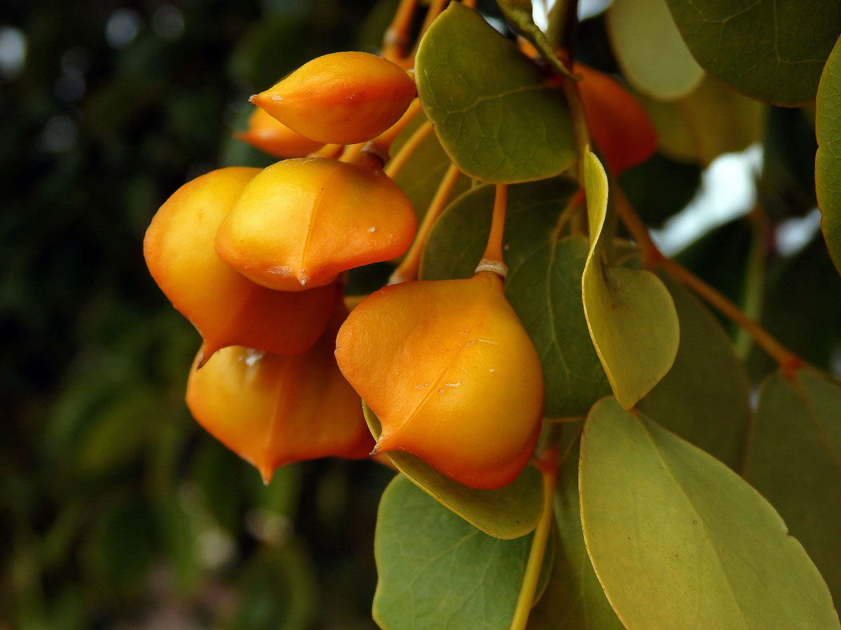 Guajak léčivý (Guaiacum officinale L.)