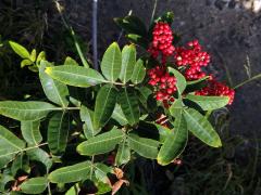 Pepřovec brazilský (Schinus terebinthifolia Raddi)