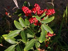 Pepřovec brazilský (Schinus terebinthifolia Raddi)