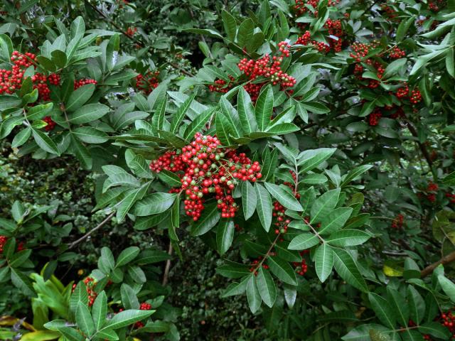 Pepřovec brazilský (Schinus terebinthifolia Raddi)