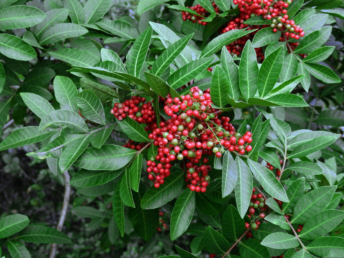 Pepřovec brazilský (Schinus terebinthifolia Raddi)