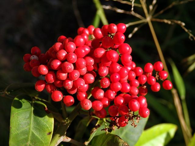 Pepřovec brazilský (Schinus terebinthifolia Raddi)