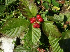 Ostružiník skalní (Rubus saxatilis L.)