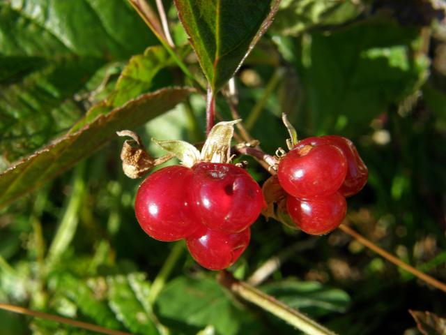 Ostružiník skalní (Rubus saxatilis L.)