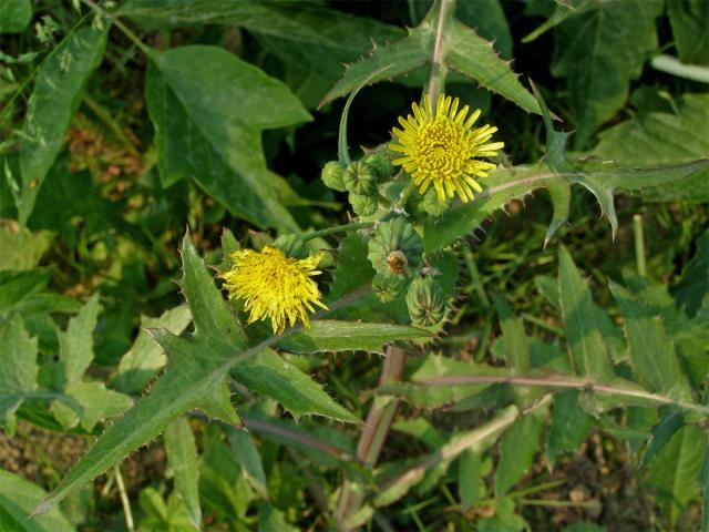 Mléč zelinný (Sonchus oleraceus L.)