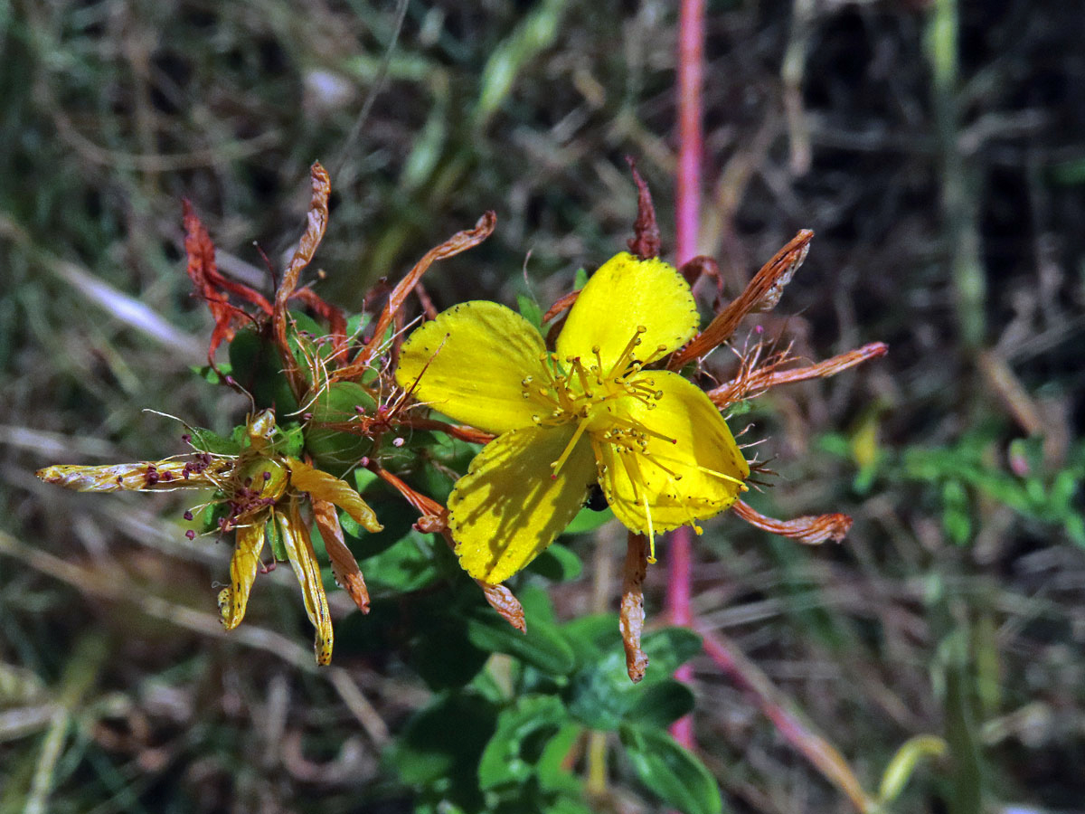 Třezalka tečkovaná (Hypericum perforatum L.), čtyřčetný květ (14)